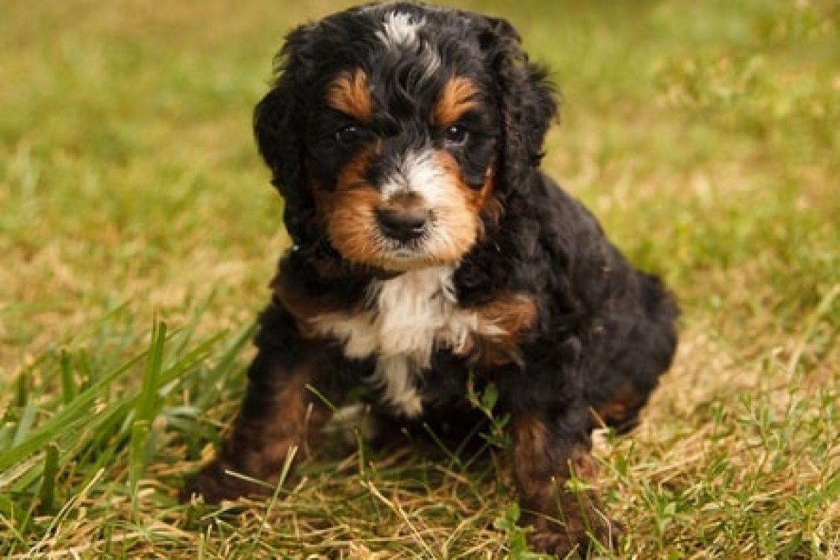 tricolor-bernedoodle-min
